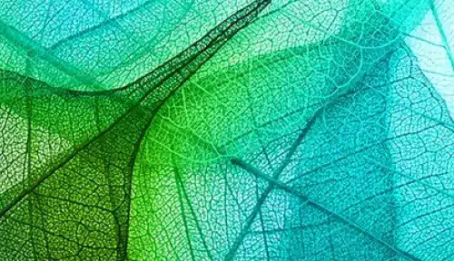 artisitc shot of a leaf.