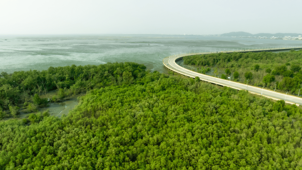 Green trees by the water with a road running through them.