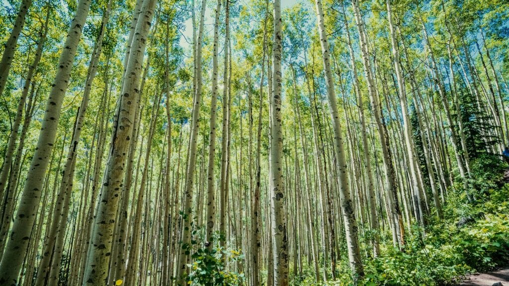 Green-leafed trees during daytime